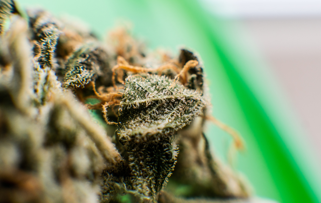 Answer THCA Flower Nature’s